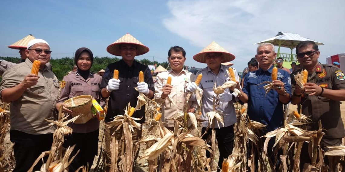 Wakil Bupati Muaro Jambi Junaidi Mahir Menghadiri Kegiatan Panen Raya Jagung Serentak Kuartal II Tahun 2025
