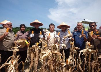 Wakil Bupati Muaro Jambi Junaidi Mahir Menghadiri Kegiatan Panen Raya Jagung Serentak Kuartal II Tahun 2025