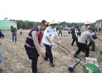 Bupati Muaro Jambi Dr. Bambang Bayu Suseno,SP.,MM, M.Si Mengikuti Penanaman Jagung Kuartal Ke-III Secara Serentak