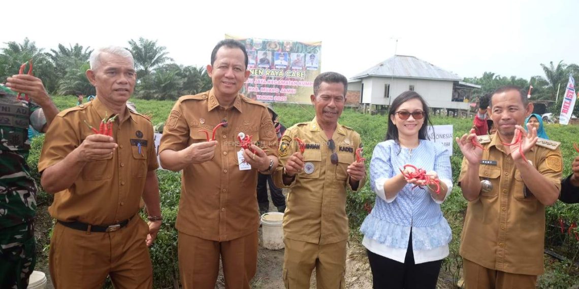 Bupati Muaro Jambi Bambang Bayu Suseno Hadiri Kegiatan Panen Raya Cabe Merah Besar ke 13 milik 7 Kelompok Tani Gapoktan