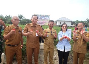 Bupati Muaro Jambi Bambang Bayu Suseno Hadiri Kegiatan Panen Raya Cabe Merah Besar ke 13 milik 7 Kelompok Tani Gapoktan